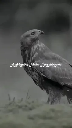 لطفا توجه