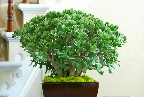 ‍ ۵- کراسولای نقره ای – Jade Plant (Crassula ovata)