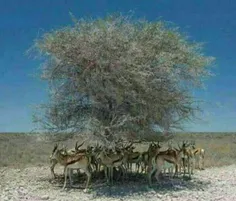 ❇ ️این تصویر ارزش یک درخت را نشان می دهد.
