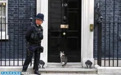 لری گربه مخصوص دفتر نخست وزیر انگلیس در انتظار اجازه کامر