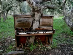 درختی که از میانه های یک پیانوی قدیمی رشد کرده