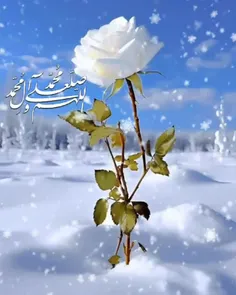 ❄️صبح سرد زمستانی 