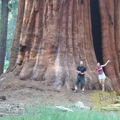 بزرگترین درخت دنیا