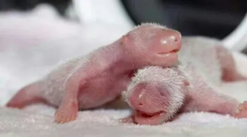 بچه پاندا های تازه متولد شده