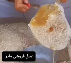 عسل شاخه ای وحشی (عسل فروشی مادر )
