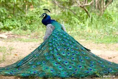 پرواز را طاووس ها هرگز نمی فهمند
