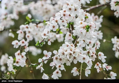شکفتن شکوفه های بهاری در گیلان