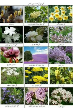 🌸 نمونه‌هایی  از گل ها و گیاهان