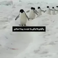 پنگوئن من میشی