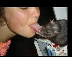 زبونتو موش بخوره
