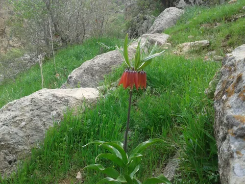 تقدیم به آنکه زبان حال ماست