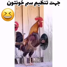 فالو‌کن‌مشتی