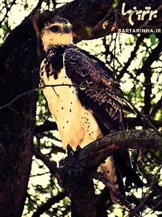 عقاب جنگلی (Martial Eagle)