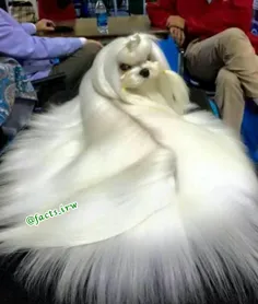 #زیباترین سگ جهان با موهایی نرم و براق همچون ابریشم بعنوا