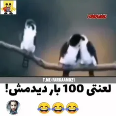 بسه دیگه دیوونه🤗😂 برای سینگلان | فرکام