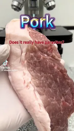 🐖 گوشت خوک زیر میکروسکوپ 🔬