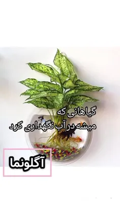 🍃گیاهانی که میتونید در آب نگهداری کنید