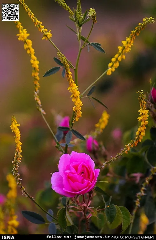 از امام دوازدهم چه می دانید.......؟؟؟؟؟؟