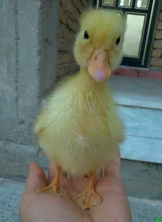 اینم جوجه اردک خوشگل من