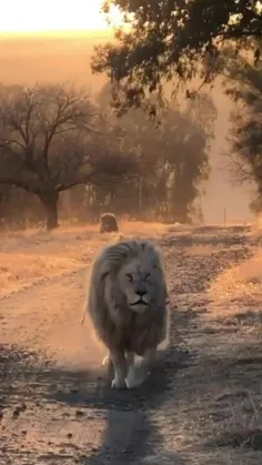 به افتخار سلطان یه قلب بذارید❤