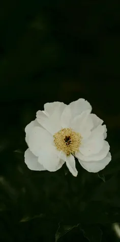 #Flower