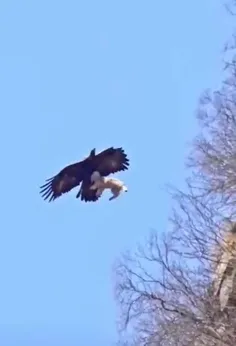 شکار یک بز توسط عقاب