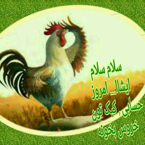 خروس خروس