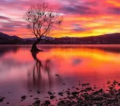 عکس تک درخت تنهایی/انعکاس خیال/دریاچه وانکارا نیوزلند/رنگ