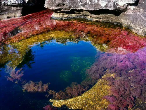 ️رودخانه پنج رنگ، زیباترین رودخانه جهان :کانوکریستالس یا 