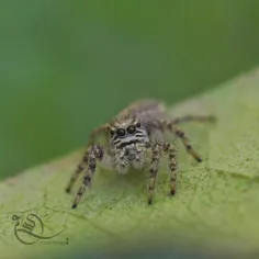 #spider