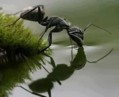 مورچه در حال آب خوردن عمرأ اینو دیده باشید!