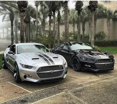 #Mustang