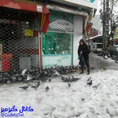 کمی هم به فکر پرندگان باشیم...