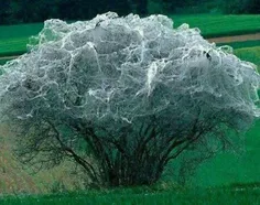 هزاران کرم ابریشم با تنیدن تارهای ابریشم بر درختی در سوئی