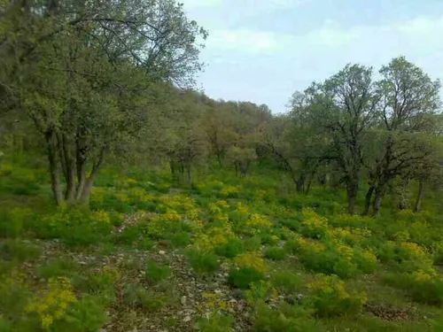 طبیعت زیبای شهر من سیسخت