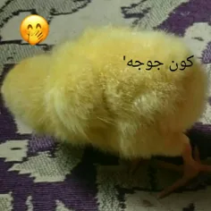 مهد کودک لاله