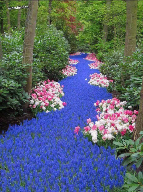 رودخانه ای متفاوت از جنس گل های زیبای آرمنیاکوم آبی در هل