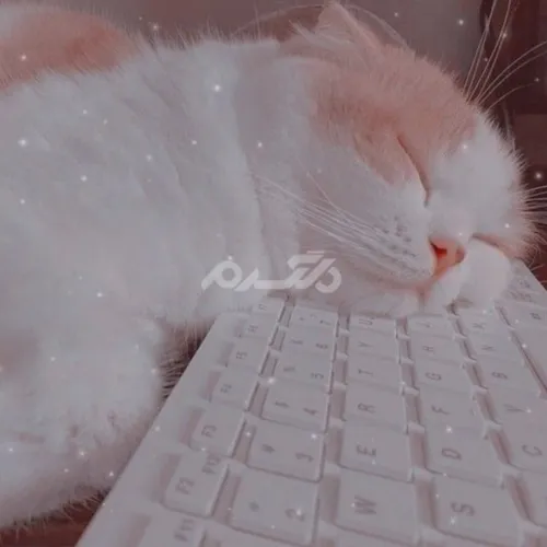 عکس پیشی 🐱🐱🐱