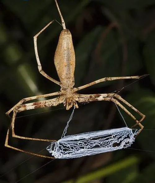 عنکبوت گلادیاتور تار خود را به شکل تور بر روی شکارش پرتاب