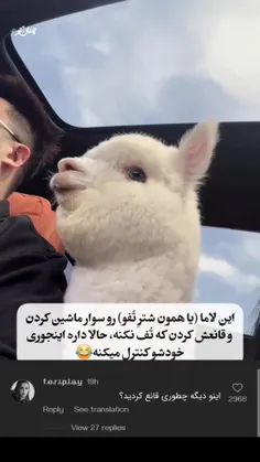 فکر میکنم به عنوان یک شتر خیلی نازن😁😍