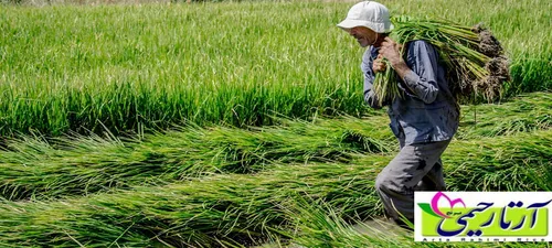 اهمیت و جایگاه برنج ندا در میان شالیکاران