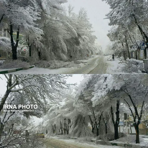 🔺 شکسته شدن درختان در اثر بارش برف سنگین/ خیابان قائم مقا