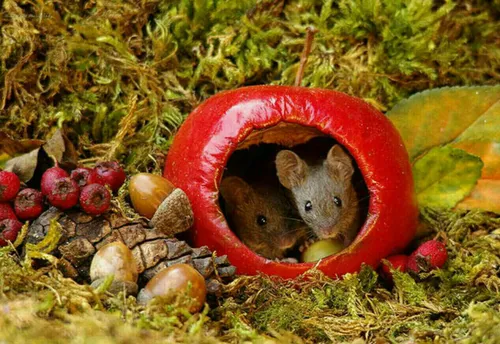 دهکده ای رویایی برای موش ها! عکاس خوش ذوق بریتانیای به نا