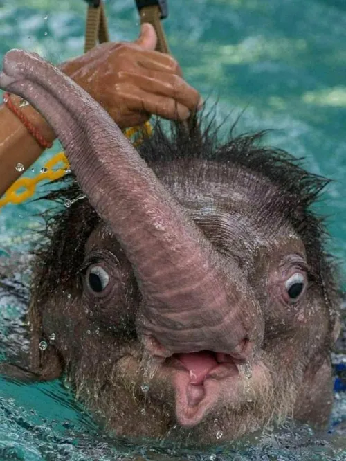 آب درمانی فیل 6 ماهه ای 😂 که پایش بر اثر گیر افتادن در یک