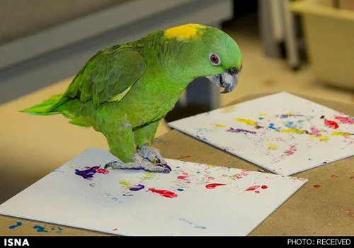 حیوانات هنرمندی که نقاشی می کشند!😨