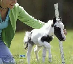 اسب خیلی کوچیک