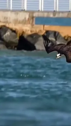 شاهین دریایی Osprey، شاهین رودخانه و شاهین ماهی، یک پرنده