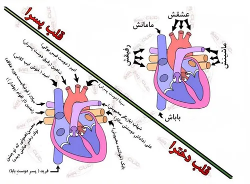 بزرگش کنید