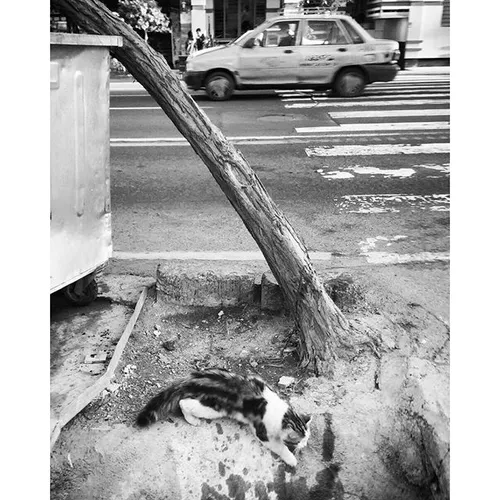 dailytehran Tehran Cat tree car streetart street streetph