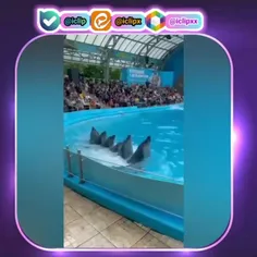 🐬🐬🐬 یه نمایش قشنگ از دلفین ها ببینیم 😍